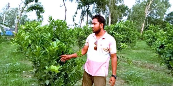মাল্টা চাষ করে নতুন স্বপ্ন দেখছে মিঠাপুকুরের কৃষকরা